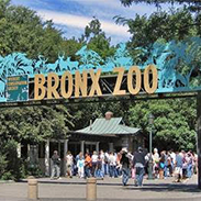 Bronx-Zoo_183x183.jpg